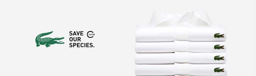 Coccodrillo Lacoste: Logo Lacoste e pila di 4 polo bianche Lacoste su sfondo bianco